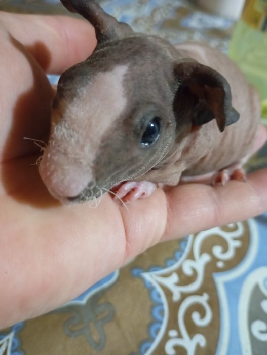 Лисі морські свинки,свинка Скінні