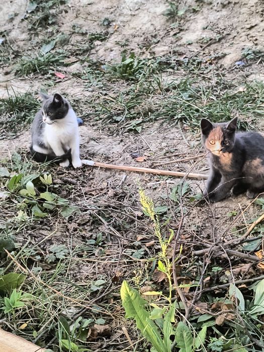 Віддаю котят  в добрі руки