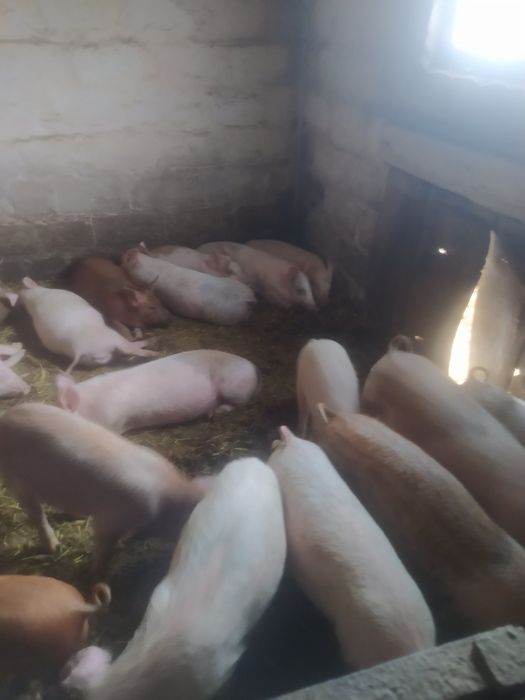 Продам поросят 2-х, 3-х, 4-х місячного віку
