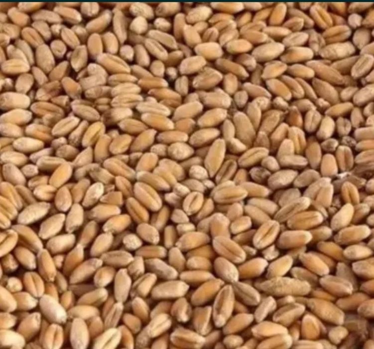 продам пшеницю урожай 2026