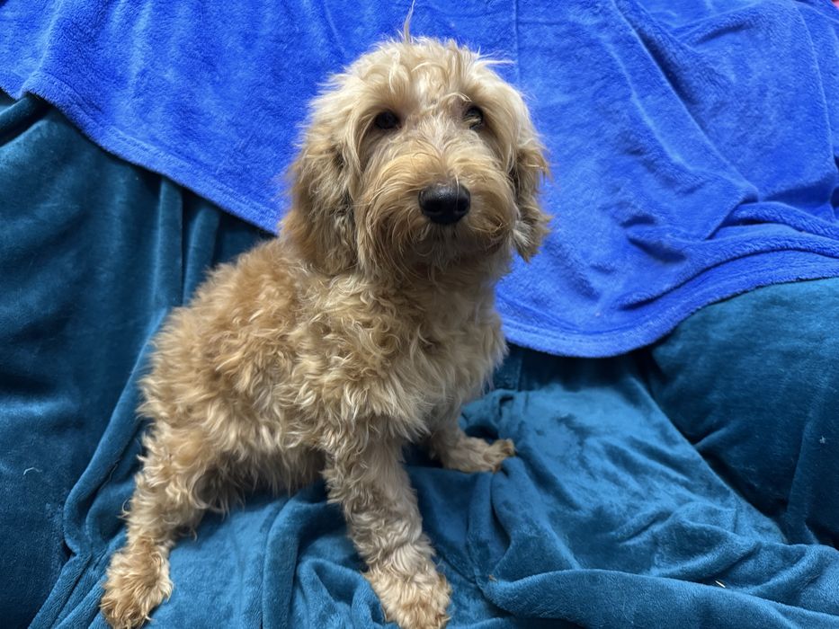 Хлопчик стандарт мальтіпу