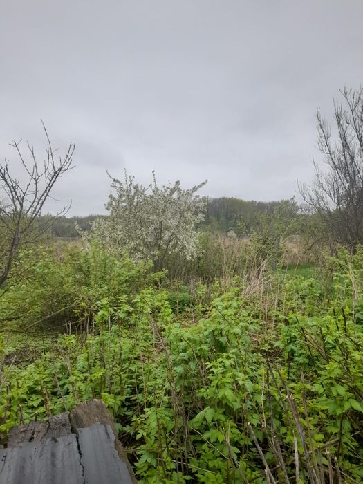 Здам будинок в оренду