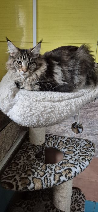 Мейн кун дівчинка