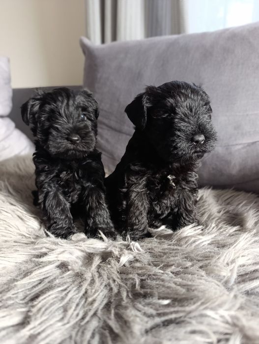 Sunia -Sznaucer miniaturowy czarny