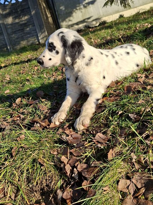 Dalmatyńczyk  długowłosy