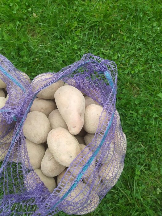 В наявності картопля