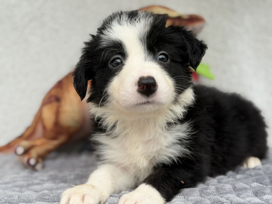 Piesek Border Collie