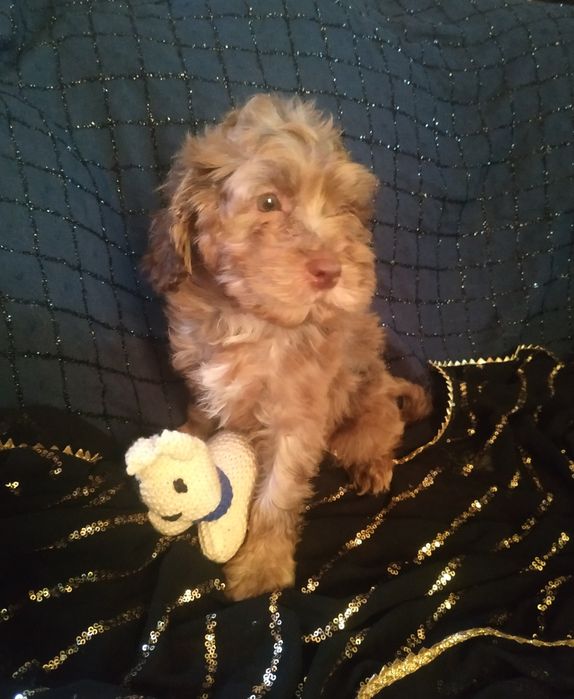 Карликовый пудель, шокомерль с зелёными глазами..