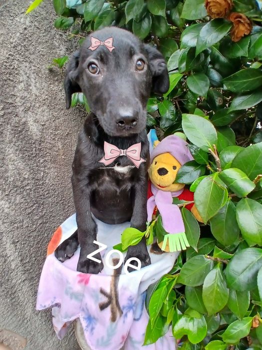 Zoey para adoção muito responsável