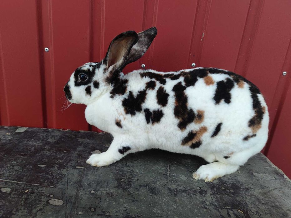 Rex trójbarwny samice