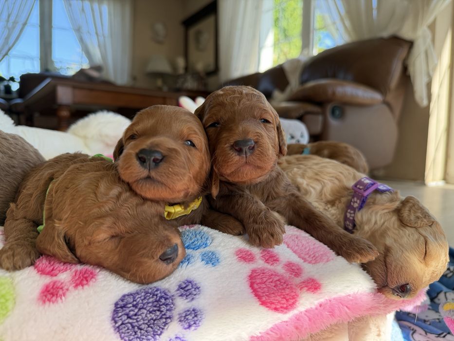 Goldendoodle F1b szczenię
