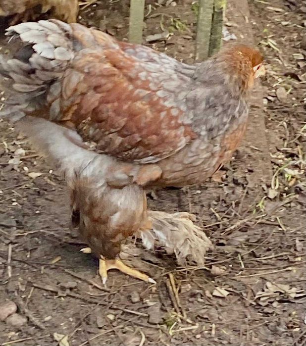 Kochiny i Brachma tegoroczne