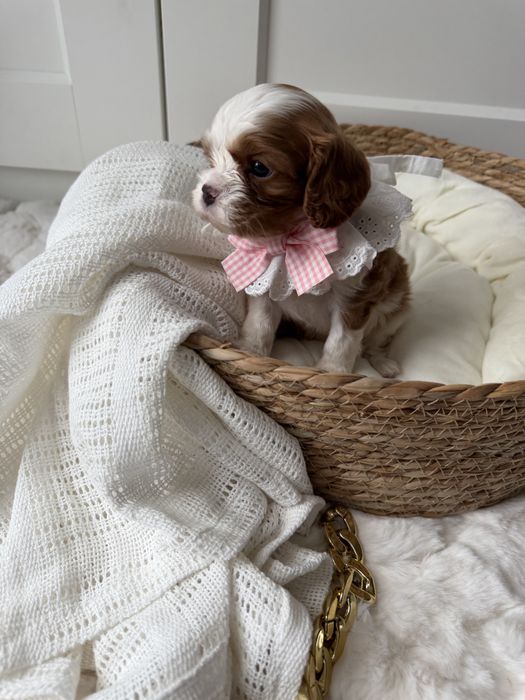 Cavalier Kinga Charles Spaniel - zarezerwowana