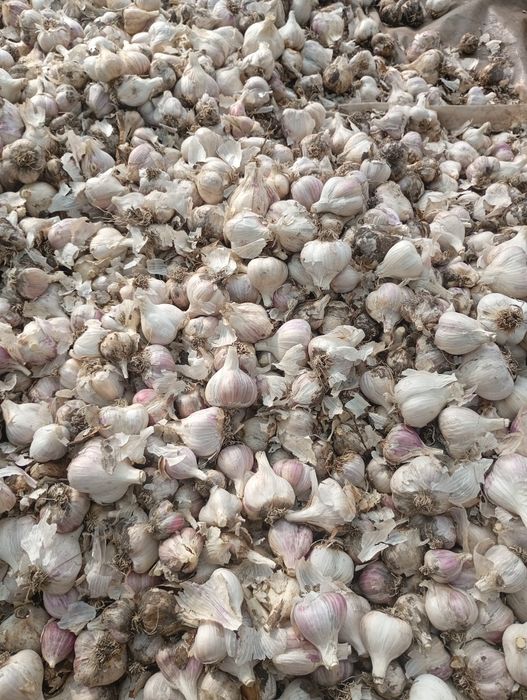 Продам домашній часник