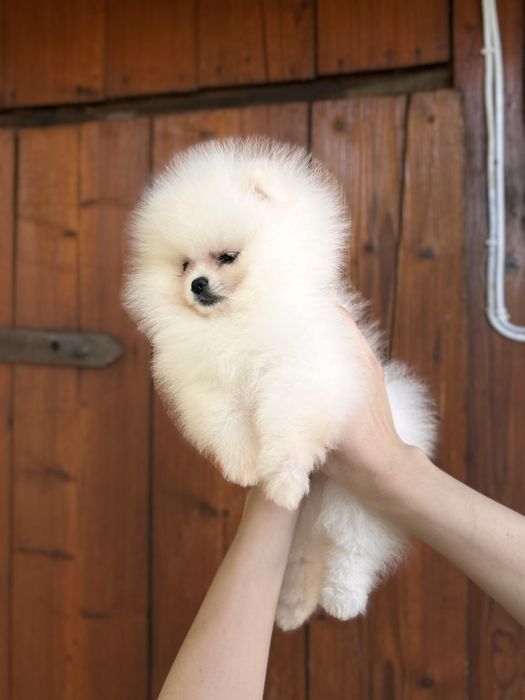 шикарна дівчинка шоу класу