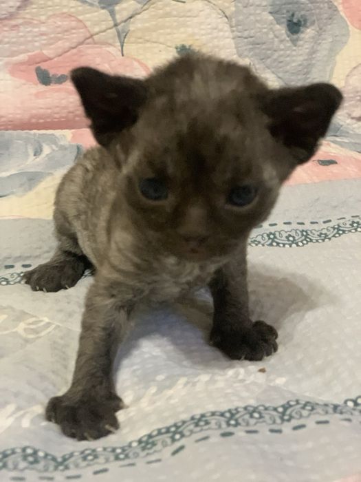 Кошеня Девон рекс