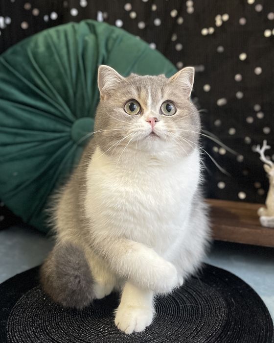 Шотландські котики
