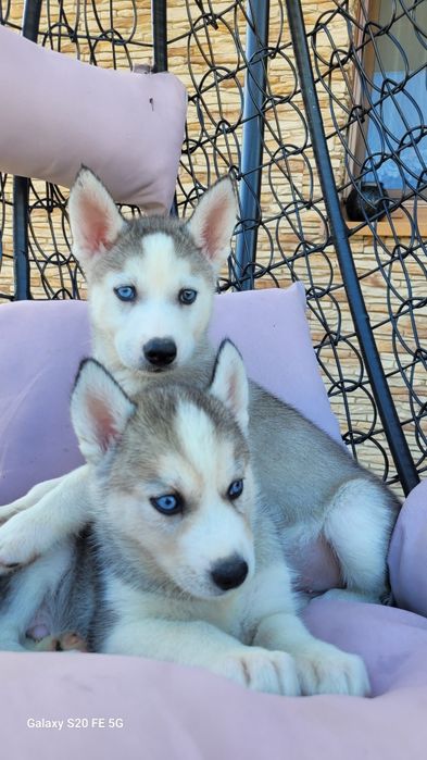 Siberian Husky Błekitne Oczy  Śliczny Maluch