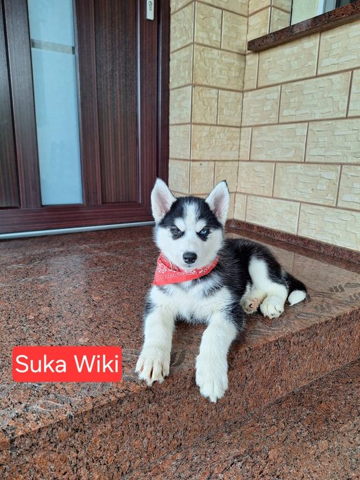 Husky Syberyjski