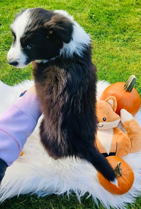 Śliczna Suczka Border Collie