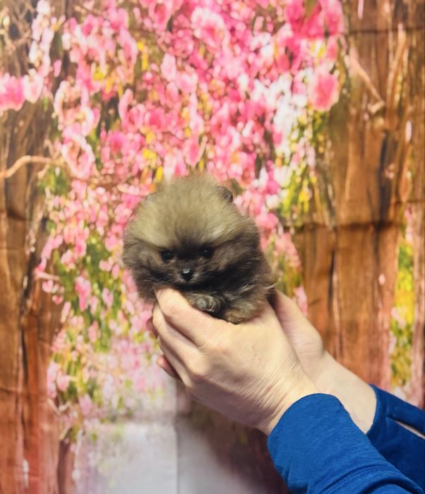 Супер-МІНІ хлопчик КСУ