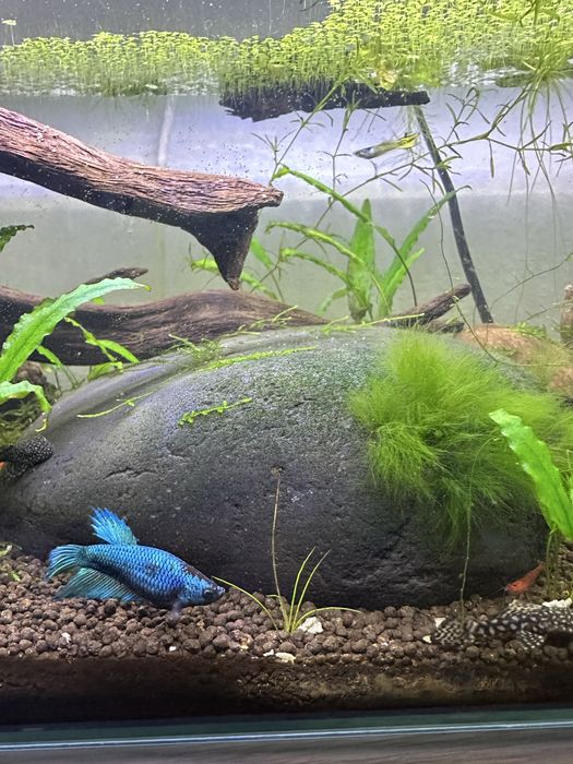 Betta fêmea spledens azul