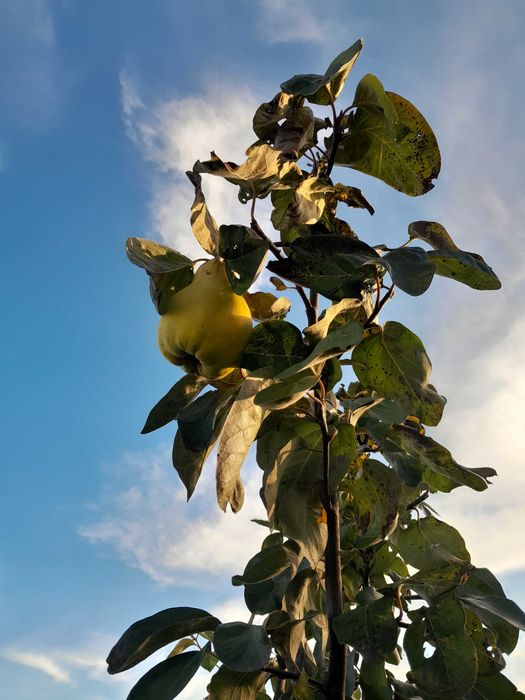 pigwa owoc Pigwa nie pigwowiec piekne owoce