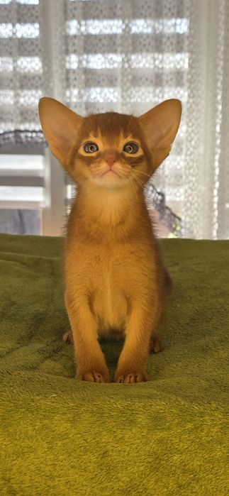 Абиссинский мальчик)