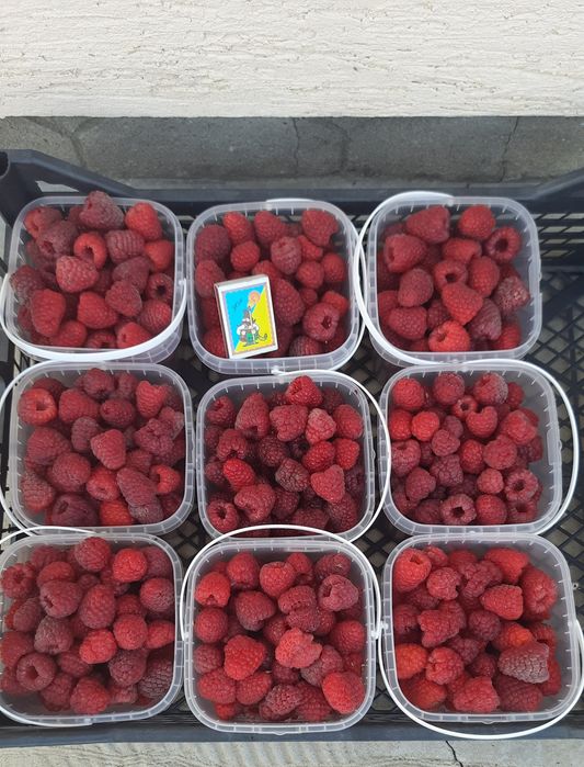 Малина, ожина заморожена. Івано-Франківськ