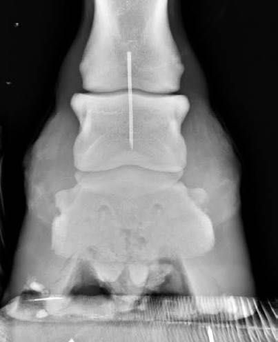 Rozkuwanie , Werkowanie kopyt