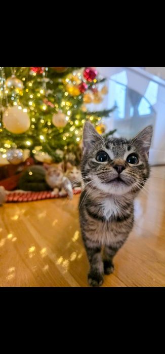 Kazik i Chilli do adopcji tylko razem