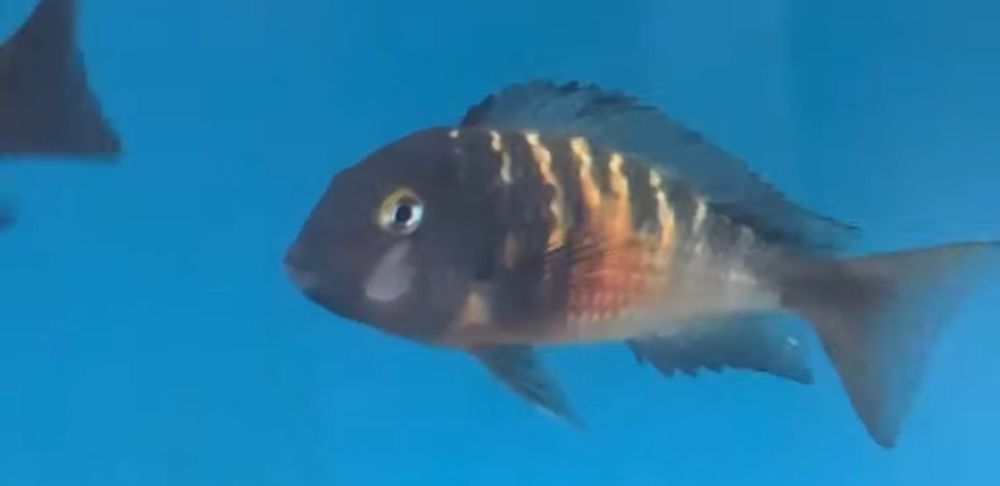 Tropheus Red belly