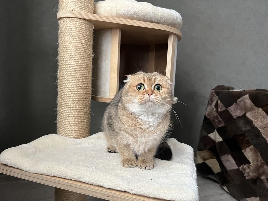 Золота шотландочка підрощена