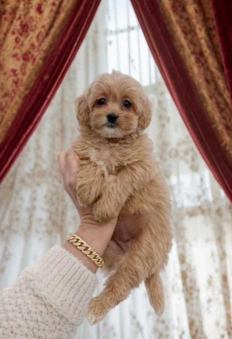 Чудо девочка мальтипу.