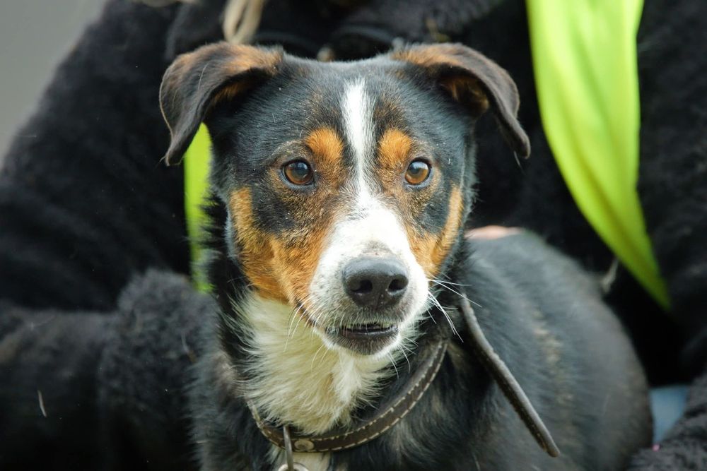 Super psiak Reksio szuka domku