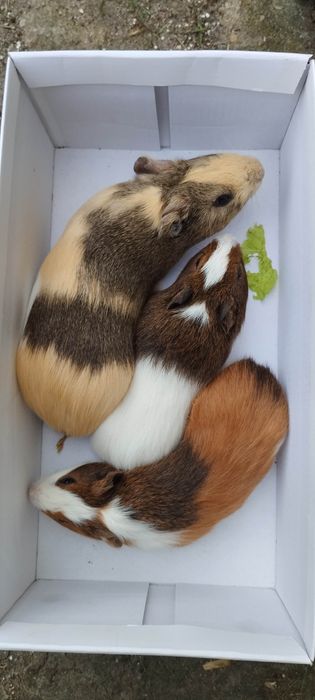 Świnki morskie 4 tygodnie samiczki i samce