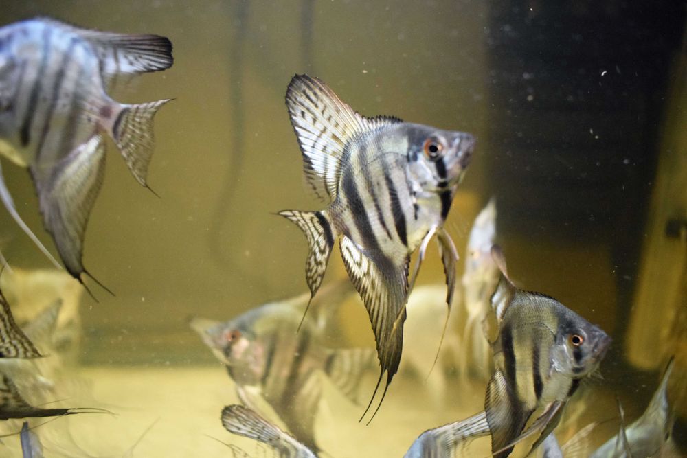 Продам скалярій Пітой (зебра)