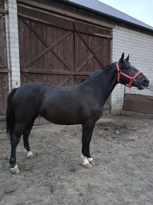 Sprzedam klacz + źrebaki ogierki 4 szt,roczniaki.