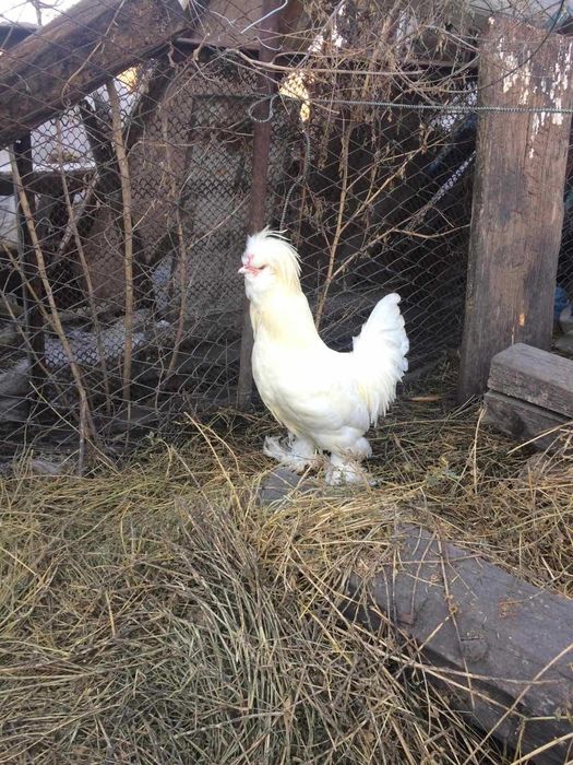 Півень породи Султанка
