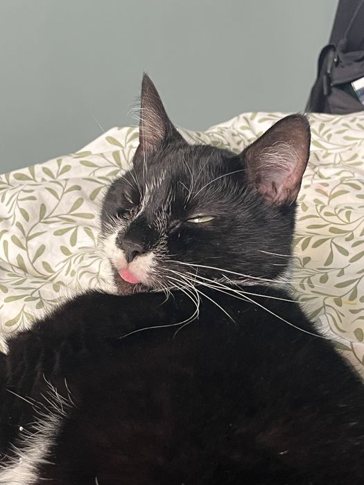 Oddam kota do dobrego domu