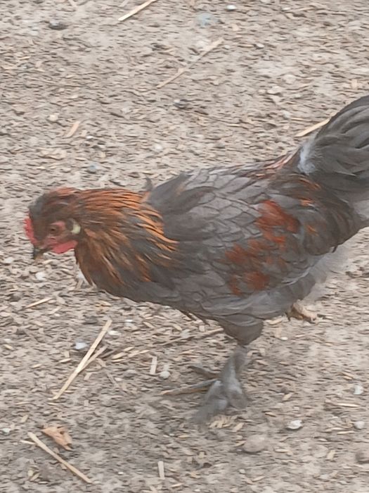 Koguty mix sprzedam