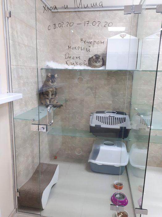 Готель, гостиниця, перетримка тварин котів та кішок в Києві "КАЗКА"