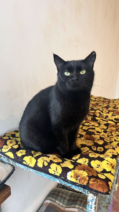 Маркіза шукає сімʼю