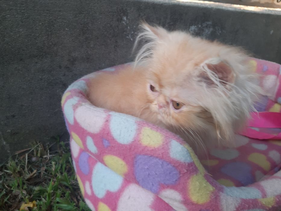 Gato persa laranja