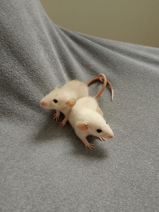 декоративні щурики Швидкий продаж Доставка