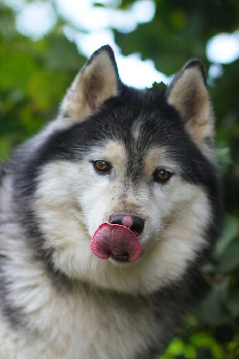 Piękny, dorosły, zrównoważony pies husky do adopcji