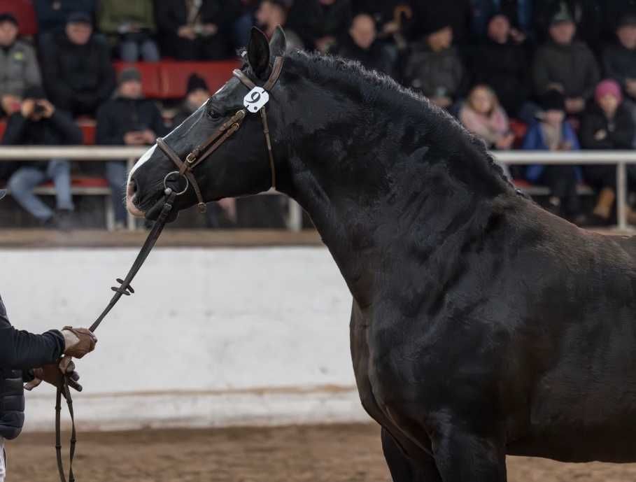 Ogier śląski Rik Stanówka