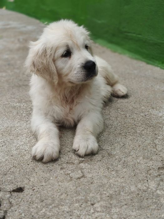 Golden Retriever fêmea
