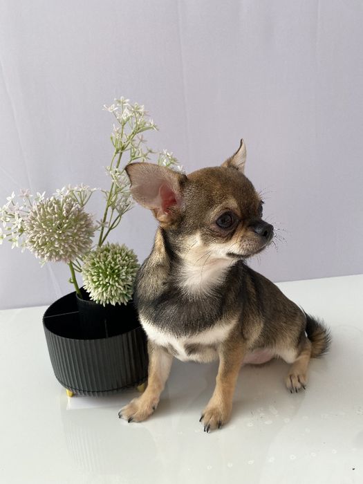 Чіхуа хлопчик гарнесенький