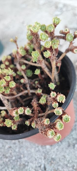 Planta Suculenta